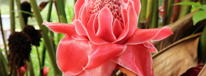  Fleurs du monde 